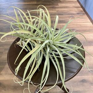 ( reality goods )chi Ran Gialla tifo rear (No.22042) ( air plant ti Ran jialatifolia)