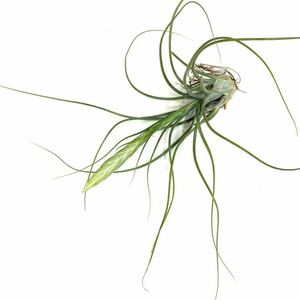 ( reality goods )chi Ran jia. distribution kind (pa cow fo rear ×btsi-) (No.22003) ( air plant ti Ran jiahybrid paucifolia × butzii)