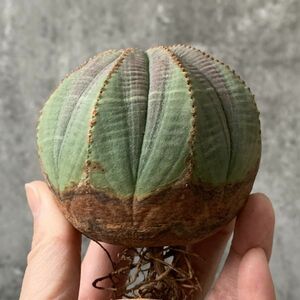 【B5511】在庫現品のみラスト！【SS級！極上特選大株！！】ユーフォルビア オベサ Euphorbia obesa ( 検索 アガベ 多肉植物 )