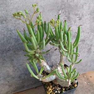 [B5536] stock reality goods only![ finest quality SS class stock!]chireko Don *retikyula-tsus ten thousand thing .( agave . root plant ko- Dex pakips succulent plant )