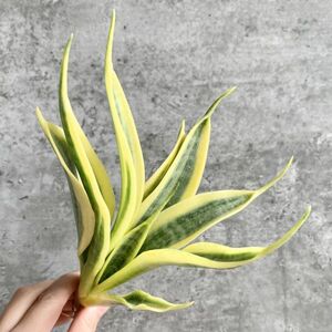 【S860】【極上S級斑入り大株！！】サンスベリア trifasciata yellow tripe 斑入り （アガベ ユーフォルビア ）