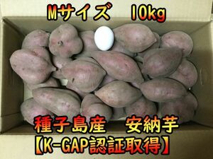 【本場種子島産】安納芋紅Mサイズ 10キロ【ねっとり！完熟！】