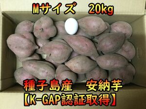 【本場種子島産】安納芋紅Mサイズ 20キロ【ねっとり！完熟！】