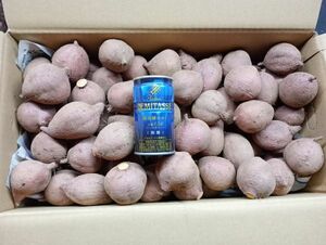 [K-GAP acquisition ] cheap . corm .2S 10 kilo [ genuine seeds island production ]