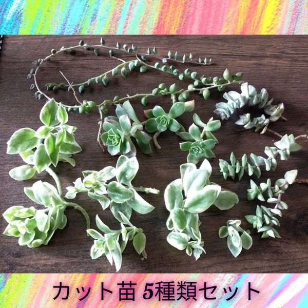 ★多肉植物 カット苗 5種類 ボリューム満点セット★