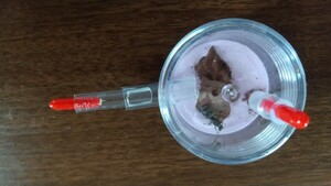 クロヤマアリ 新女王アリ(産卵確認済み) + オリジナル石膏飼育ケースウッドチップ付き:パープル