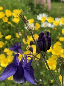 花種　オダマキ　紫　宿根草　約30粒以上　北海道より