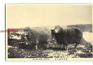 Xr4298●農林省種羊場 コリデール種【絵葉書】