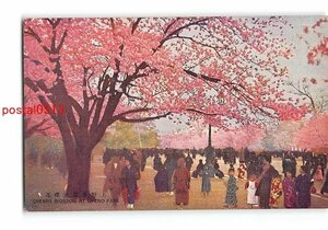 Xx1408●東京 上野公園の桜花【絵葉書】
