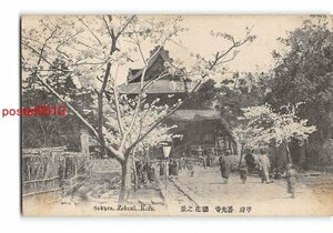 XyA5596●山梨 甲府 善光寺 桜花の景 *アルバム跡有り【絵葉書】