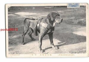 XyB7500●秋田 大館愛犬協会 能代家愛犬 能代 エンタイア *傷み有り【絵葉書】