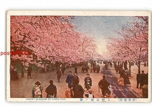 XZK1955【新規】東京 帝都桜花 上野公園の桜 *傷み有り【絵葉書】