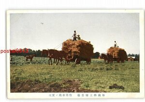 XZK1356【新規】新潟 新潟県立種畜場 牧草収穫の実況 *傷み有り【絵葉書】