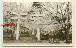 Xn1725●福井 芦原公園春日神社の桜【絵葉書】