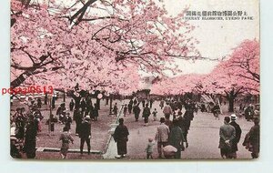 Xq6833●東京 上野公園博物館前の桜【絵葉書】
