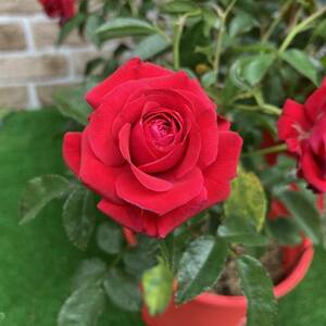 * the first summer. rose garden rose tu Roo Bloom red Captain large seedling 7 number 3 pot set 