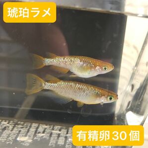 琥珀ラメ有精卵30個＋α