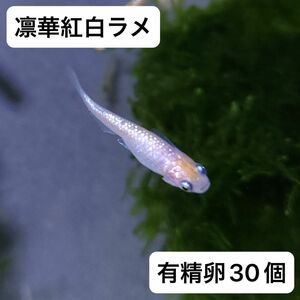 凛華紅白ラメ有精卵30個＋α