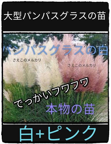 白+ピンクの苗/大型のパンパスグラスの苗/激レア/70センチの穂が凄い
