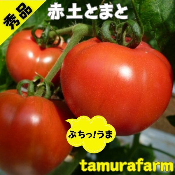 Lサイズ（14-16玉）赤土トマト ２ｋｇ 大玉トマト 大玉とまと 高糖度 トマトとまと 旨味 ミネラル成分 豊富 プレミアム ビタミンC リコピン