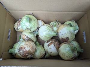  Awaji Island production onion middle raw kind [5 kilo ]