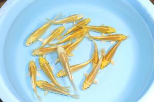  Hamamatsu production colored carp yellow gold 2 -years old 5 pcs set ①