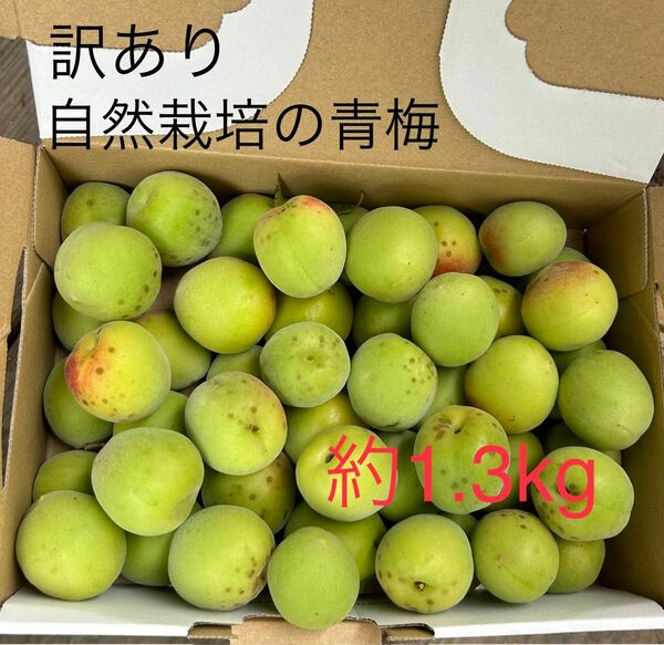 自然栽培の青梅 ゆうパケットプラス 約1.3kg 無農薬栽培