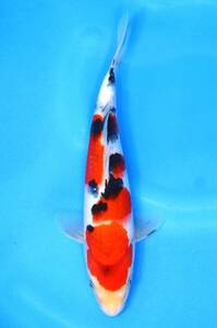 ** colored carp **. peace 5 year this year Taisho three color (..* circle . system ) 26cm No.90