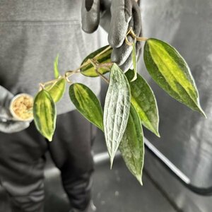Y170「斑入り」Hoya macrophylla 'Pot of Gold' (台湾株) Mericlone【3/26輸入・ホヤ・マクロフィラ・ポットオブゴールド】