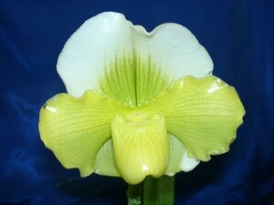 ◇◇洋蘭祭り◇◇ Paph. Tommie Hanes 'Althea' FCC/AOS