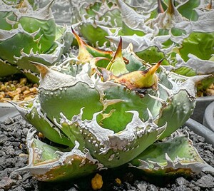 52C108多肉植物 アガベ チタノタ 満天星 超レア種優良血統 子株