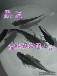 黒豆メダカ　有精卵　30個＋α めだか