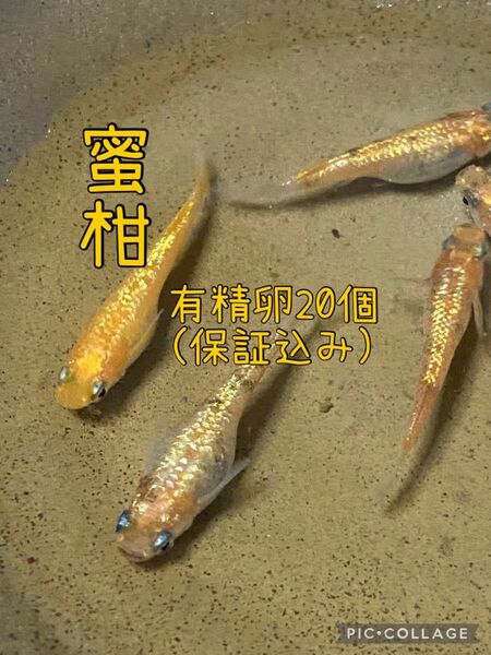 蜜柑メダカ　有精卵　20個保証込み