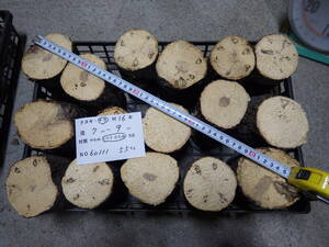 産卵木　ナラ　16本　ＮＯ、60111　約　5.5ｋｇ　100サイズ　☆奈良県ＰＯＷＥＲ☆