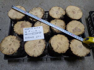  производство яйцо дерево дуб острейший 1 2 шт NO,6023 примерно 6.0kg 100 размер * Nara префектура POWER*