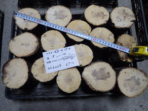 産卵木　ナラ　15本　ＮＯ、6027　約　6.5ｋｇ　100サイズ　☆奈良県ＰＯＷＥＲ☆
