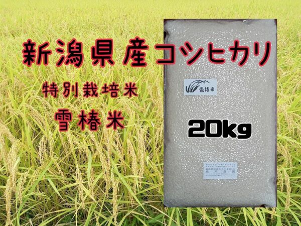 特別栽培米新潟県産コシヒカリ20k