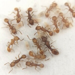 【とても綺麗な蟻】キイロオオシワアリ　女王蟻2匹+ワーカー約20匹くらい+幼虫 ②