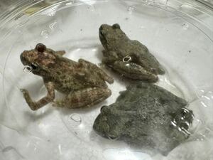 123 カジカガエル 3匹 オスメス不明 神奈川県産 かえるカエル蛙 