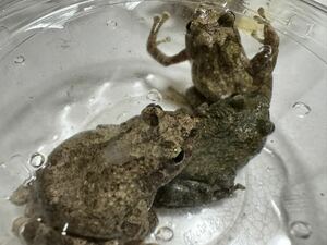 124 カジカガエル 3匹 オスメス不明 神奈川県産 カエル 蛙 生体 即決価格