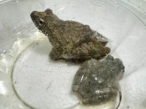 126 カジカガエル オスメスペア 神奈川県産 合計2匹 カエル 蛙 生体 