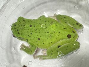 141 モリアオガエル 約75mm メス♀雌 スポット 神奈川県産 カエル かえる 蛙 生体 