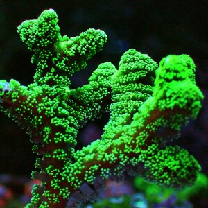 [ Seriatopora caliendrum ]ftotoge коралл 