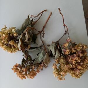 アンティークカラー　ドライフラワー 　カシワバアジサイ 茎と葉付3本　花5個　G