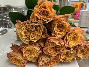 バラ苗　即購入×！珍しい四季咲きバラ切り花品種大輪キャロットオレンジ挿し木苗1株