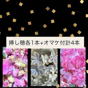 紫陽花 4種 挿し穂 枝 各1本計4本ネコポス発送