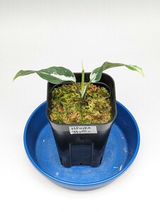 ネームド交配　オリジナル交配株　HF018_A個体 ★アグラオネマ　ピクタム　Aglaonema pictum★　雷切type8