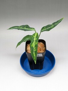 オリジナル交配株　HF016_D個体 ★アグラオネマ　ピクタム　Aglaonema pictum★　TZ便b-2細葉マルチLA便zコード