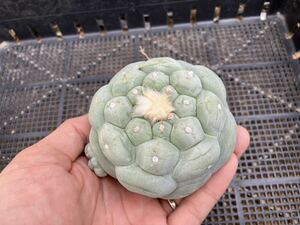 * cactus * succulent plant *. silver . sphere . distribution real raw seedling ④