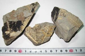 日本の化石　愛知県犬山市善師野の植物化石セット/生きている化石メタセコイア　3個セット